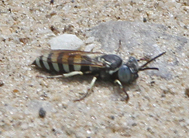 Common Sand Wasp